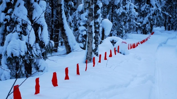 Охота на волка