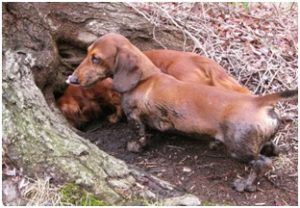 Охота с собаками