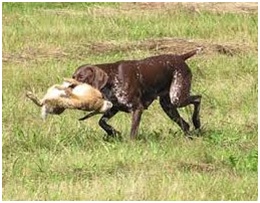 Охота с собаками