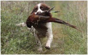 Охота с собаками