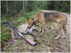 Охота с собаками