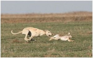 Охота с собаками