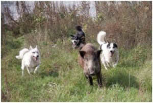Охота с собаками