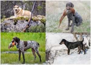 Охота с собаками